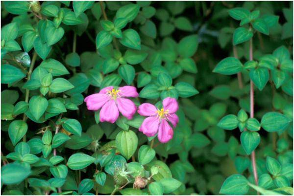 Dissotis, Pink Lady (Heterotis rotundifolia)