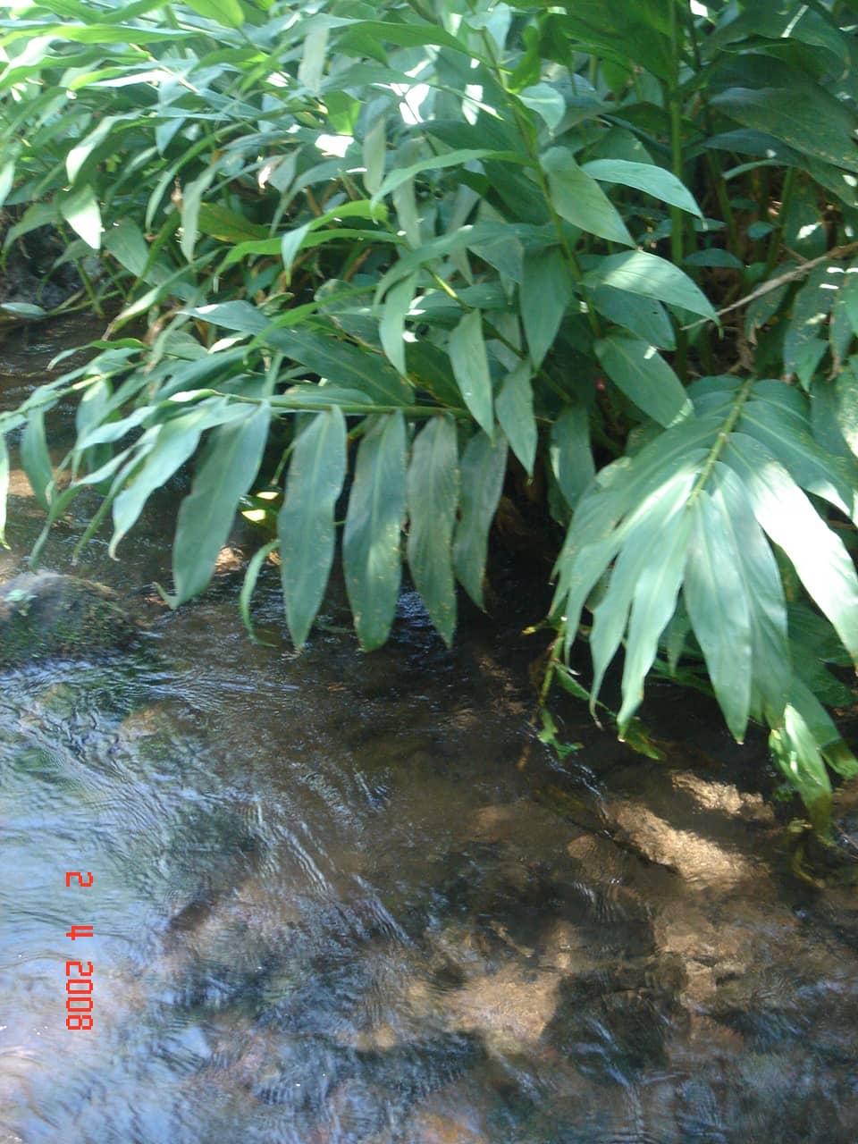 Heliotropo (Heidychium coranarium)