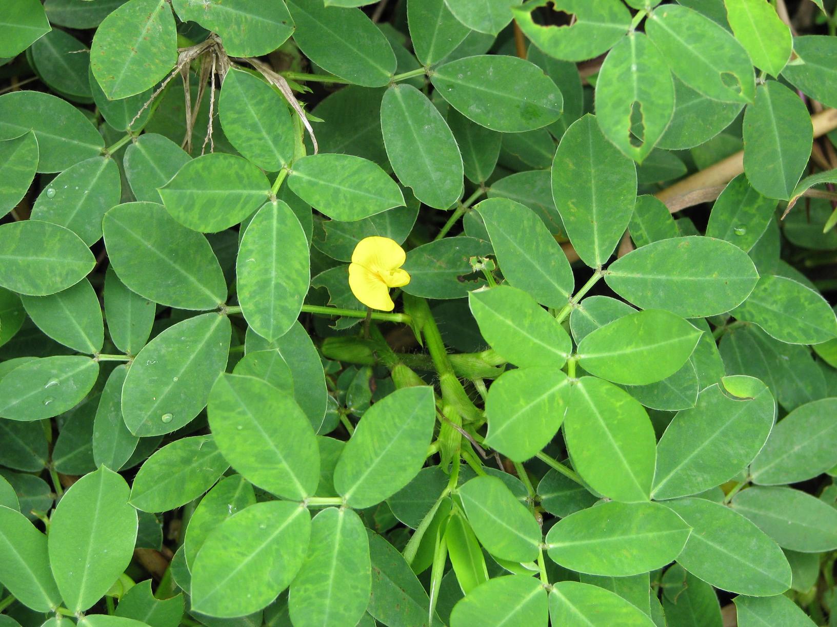 Manicillo, Maní Forrajero