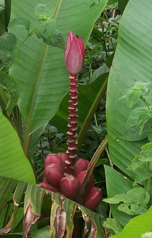 Bananito Rosado (Musa velutina)